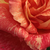 Różowo - żółty  - Róża wielkokwiatowa - Hybrid Tea - Mediterranea